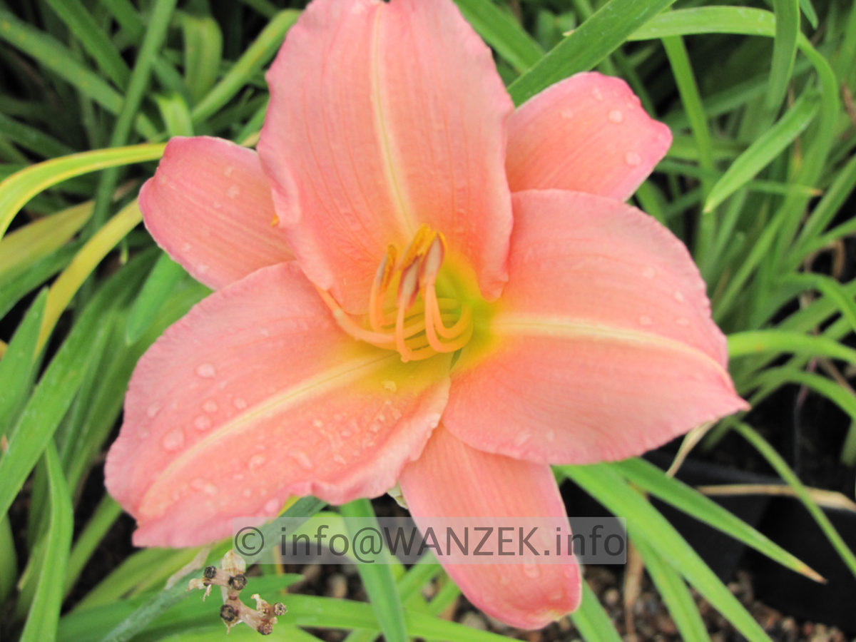 Hemerocallis Love that Pink - Macro1.JPG